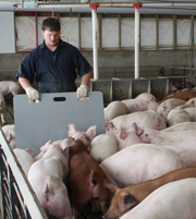 Livestock sorting panels being used for sorting hogs.